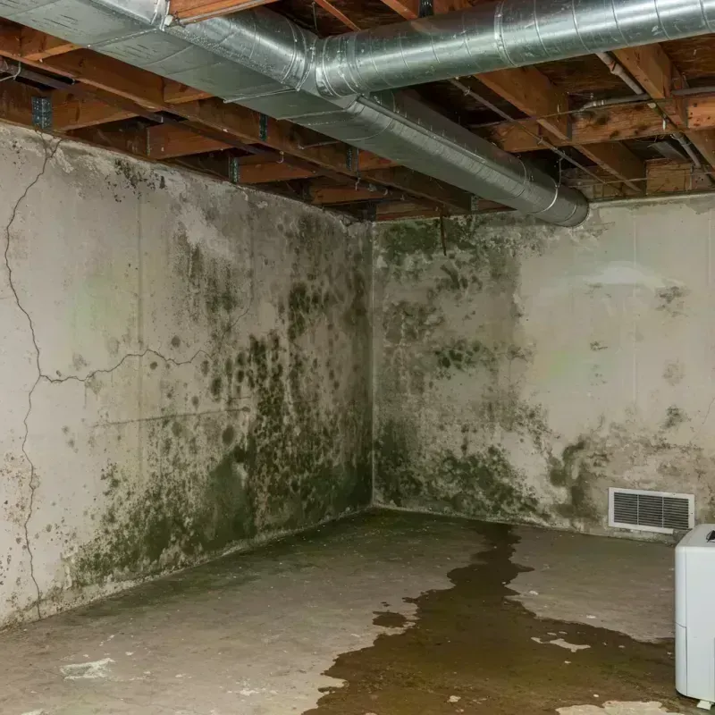 Professional Mold Removal in Windcrest, TX